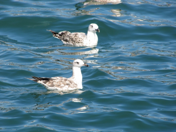 Fc barcelona drake jersey