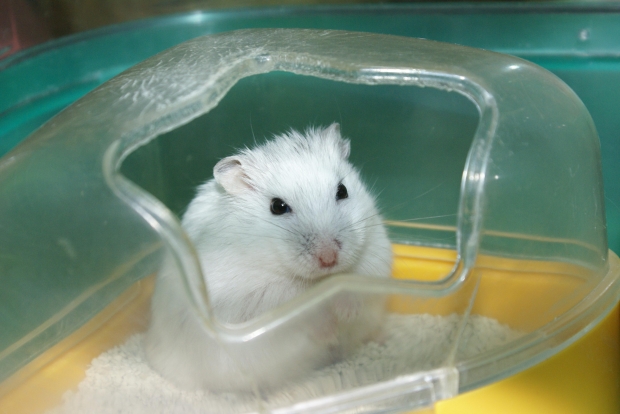 "Crypto-trading hamster"