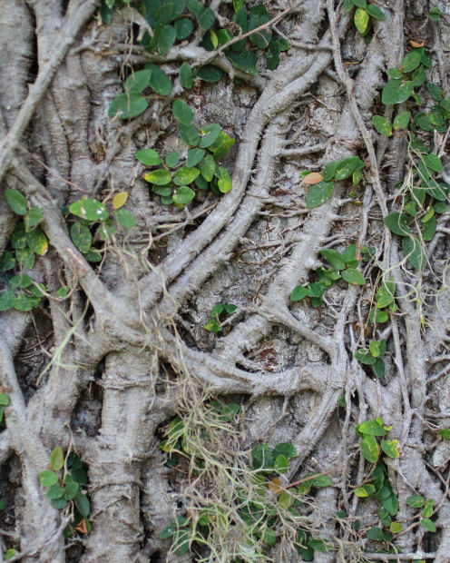 Pueraia Mirifca Root 