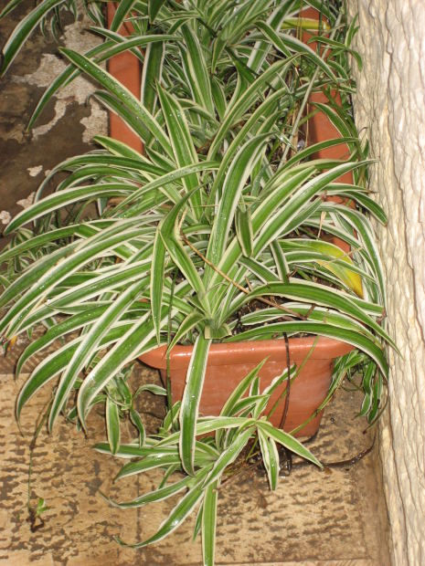plant