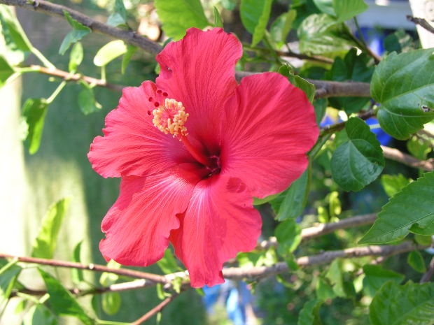 red hibiscus