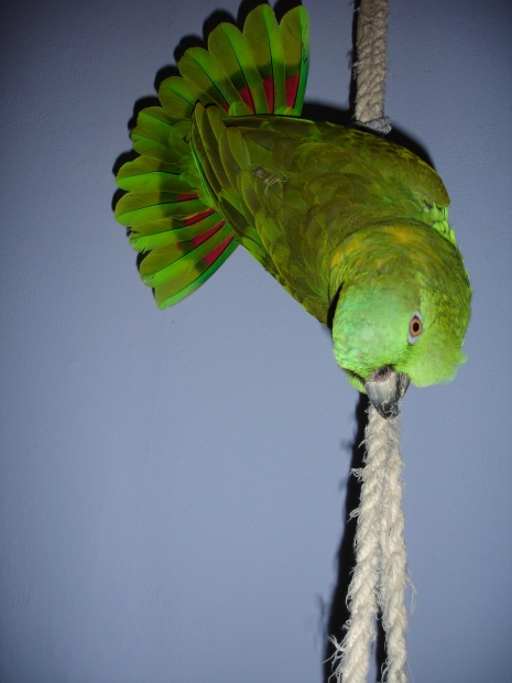 animal"