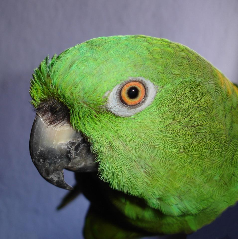 Definitions Of Kawaii Shoe Storage