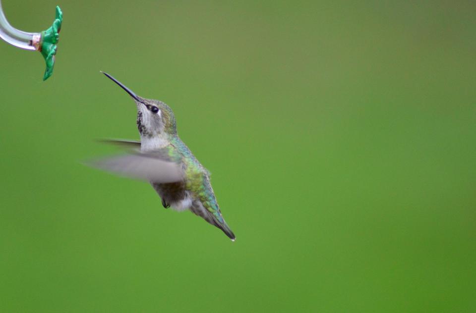 Hummingbird Ocean Morguefile.com free photographs for commercial use.