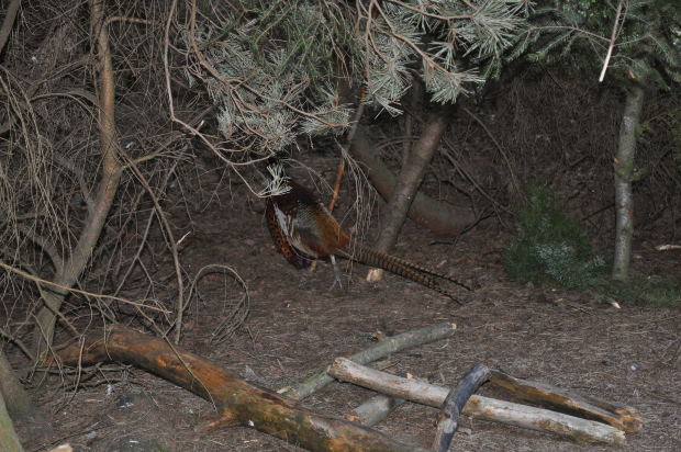 forest,centre,pheasant