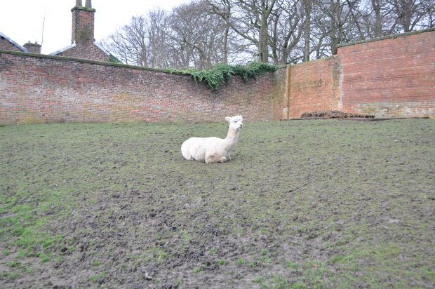 camiseta manchester city