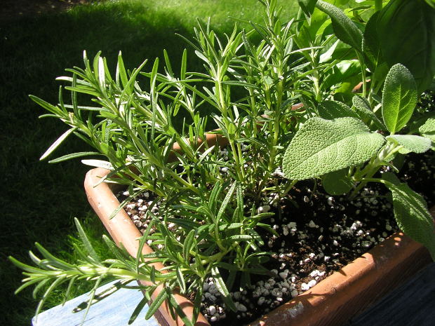 plant