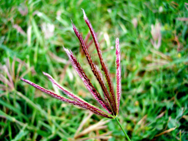 grass