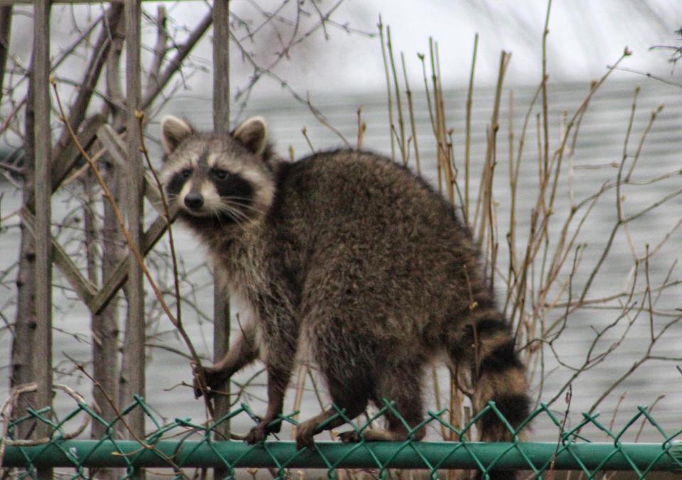 Irish soccer jersey 24-25