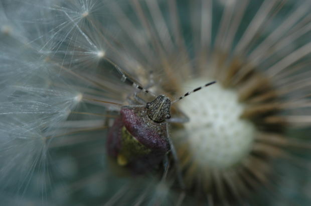 dandelion