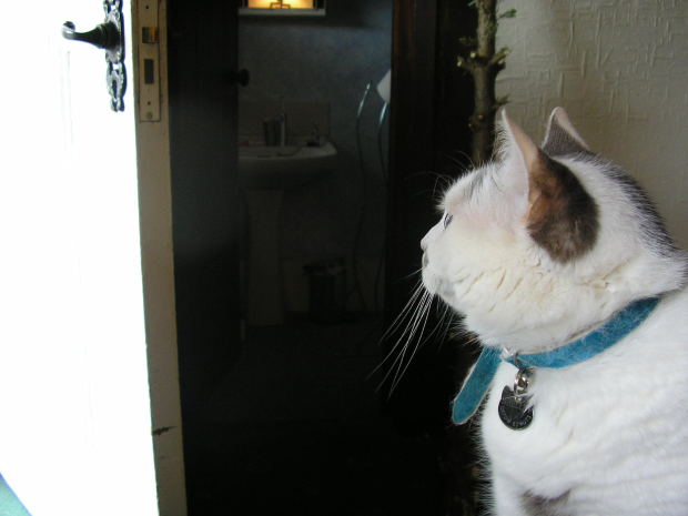 cat