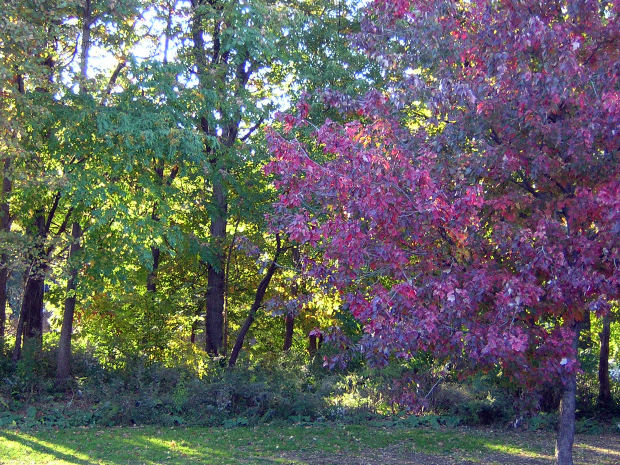 tree