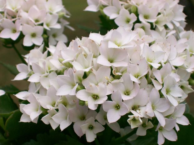 CBD Product Breakdown: CBD Eye Drops