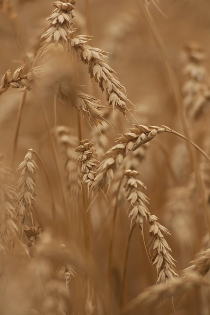 bounty camisetas equipos