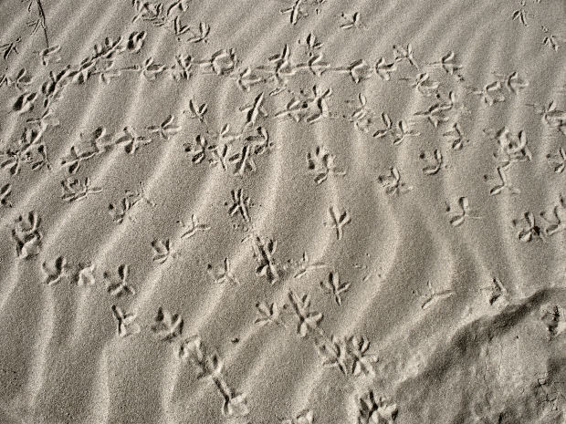 Maillot de foot du real madrid