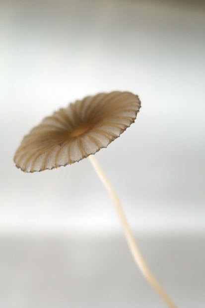 mushroom