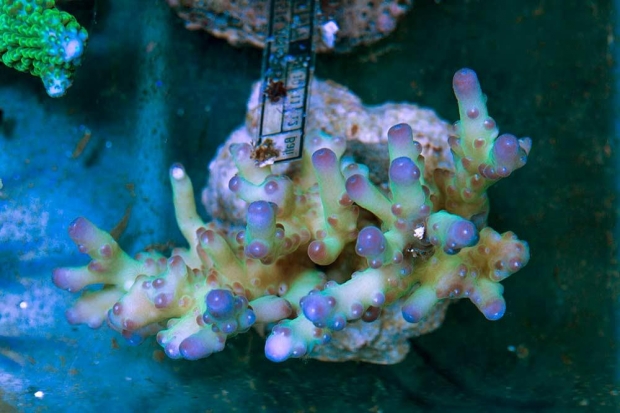 coral