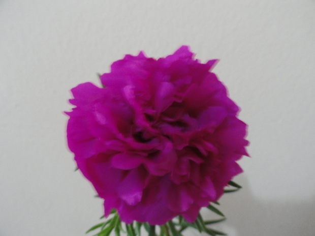 Do You Know Who Are The Top Q0 Plant Producers On The Planet?