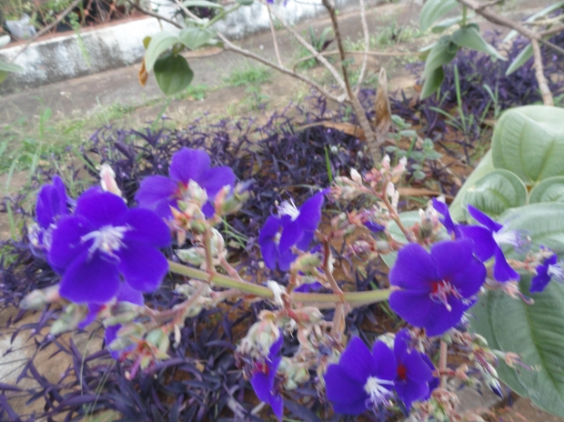 plant