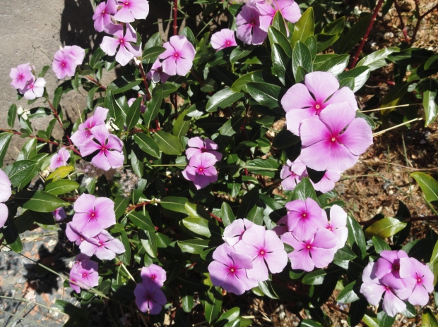 spring