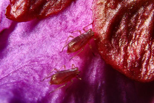 Как Вылечить Флюс На Десне Без Дальнейших Осложнений?