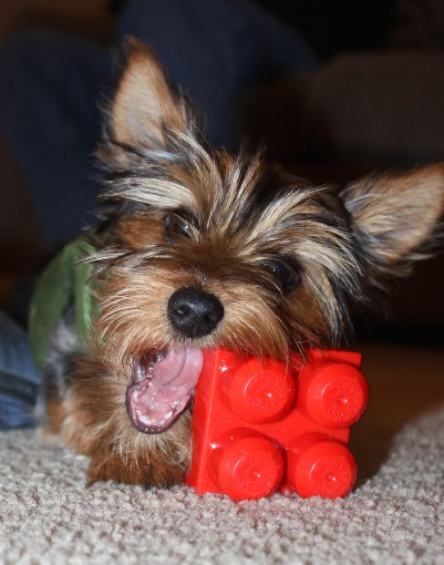 dog,toy,yorkie