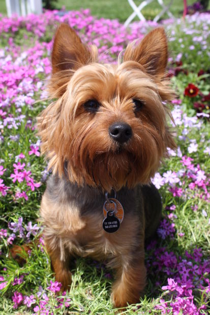 yorkshire terrier breed