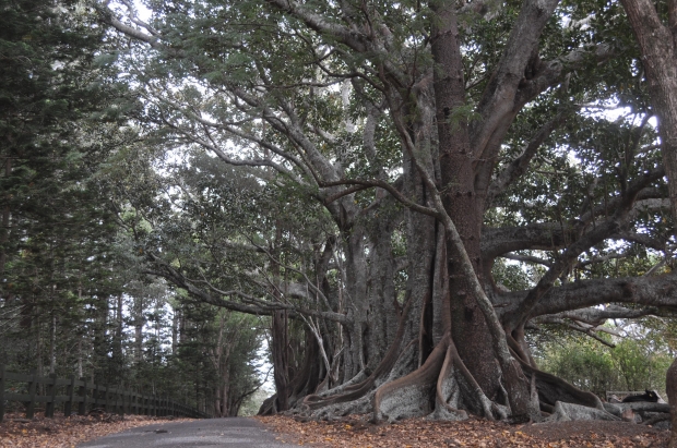 trees