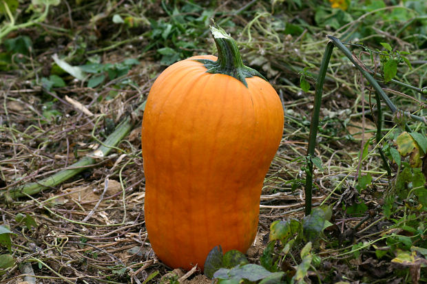 agriculture,pumpkin,patch