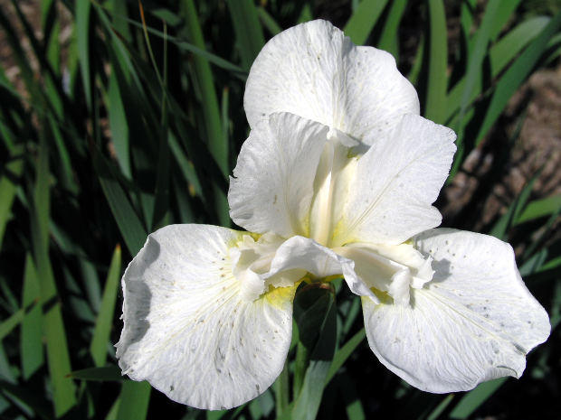 A Protracted-Time Period Safety Extension Study Of Delta-9-tetrahydrocannabinol (THC) And Cannabidiol (CBD) In Multiple Sclerosis