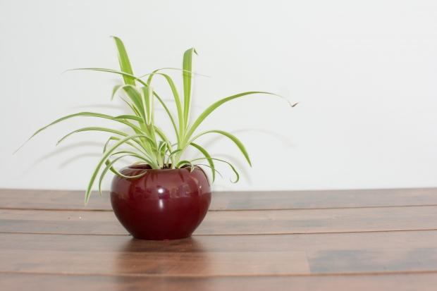 plant