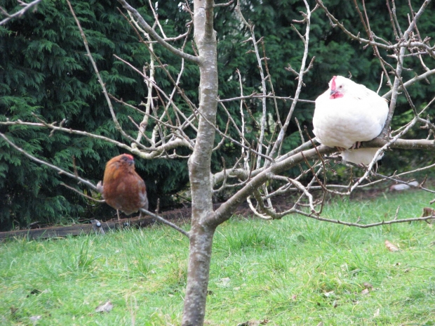 chicken