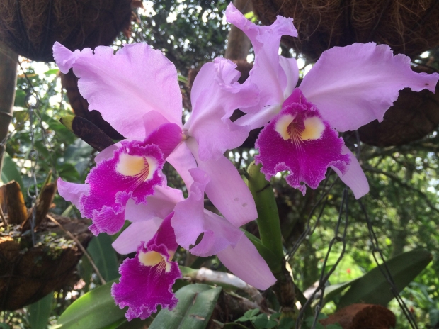 flowers