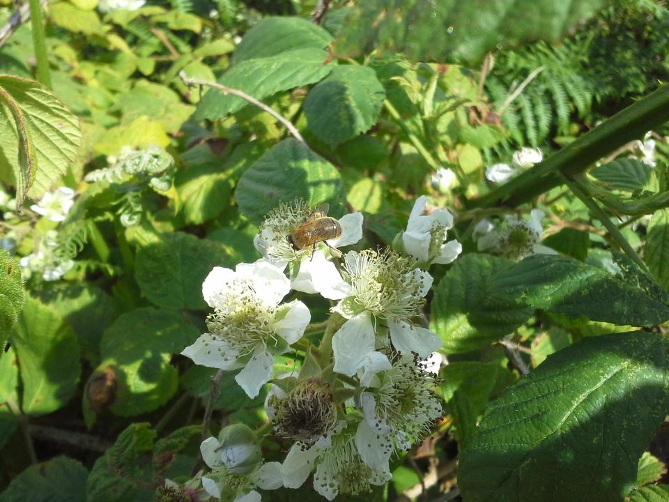 honeybee on blackberry flower