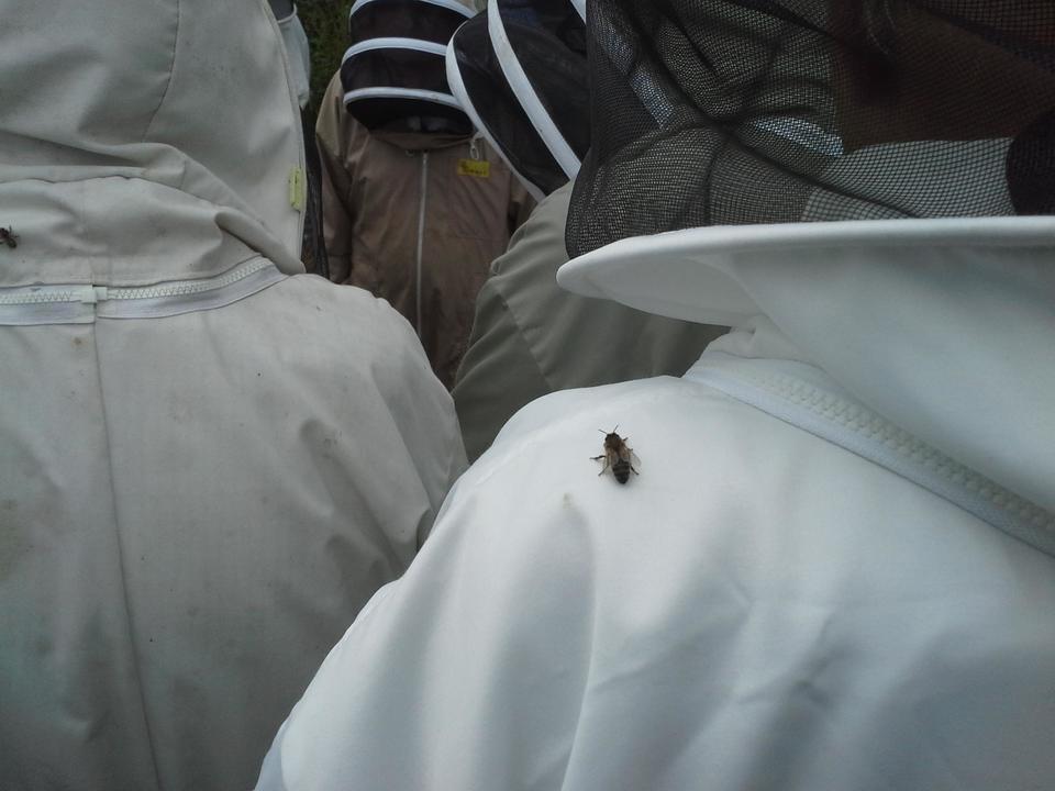 a curious honeybee