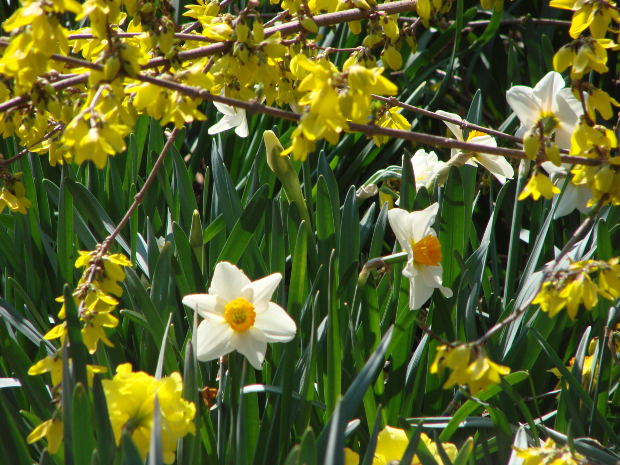 spring