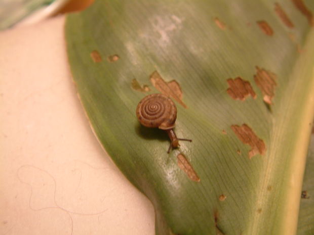 snail