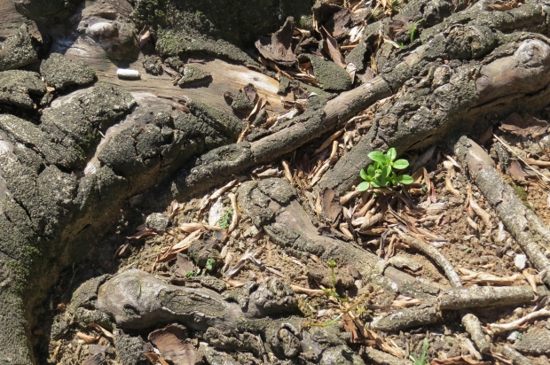 Morguefile.com free photographs for commercial use.