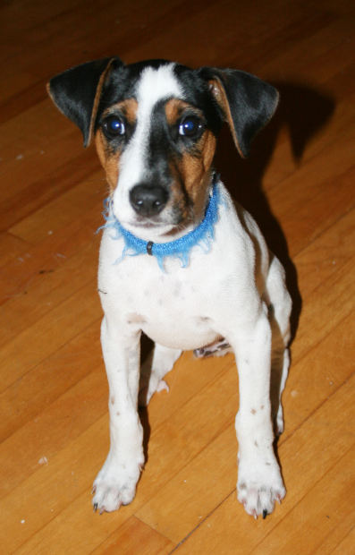 dog