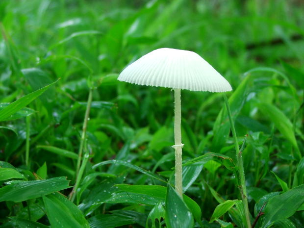 mushroom