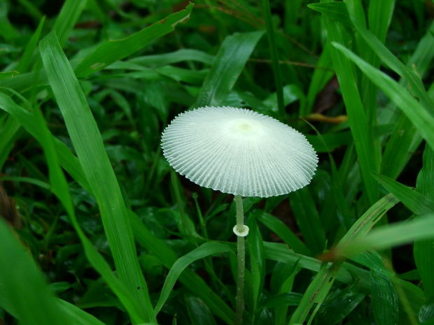 mushroom