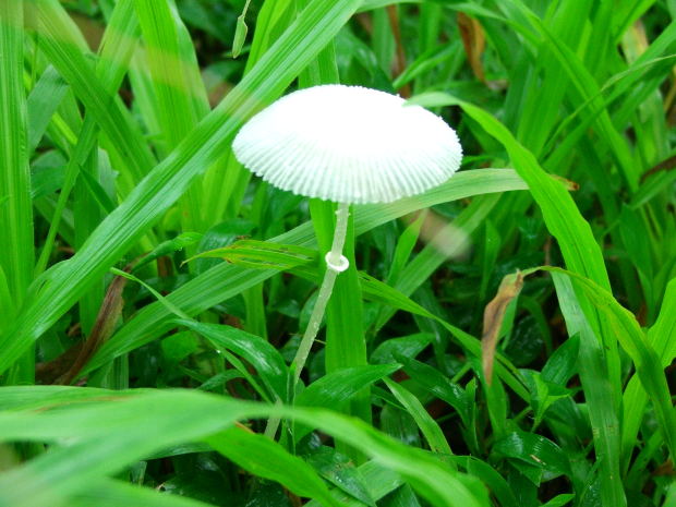 mushroom