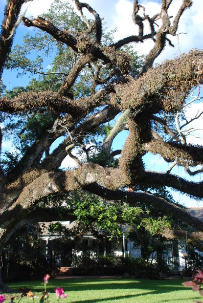 Use Sex Pone To Make Any Individual Fall In Love With You