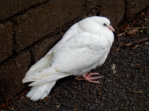 Maillot mystere foot