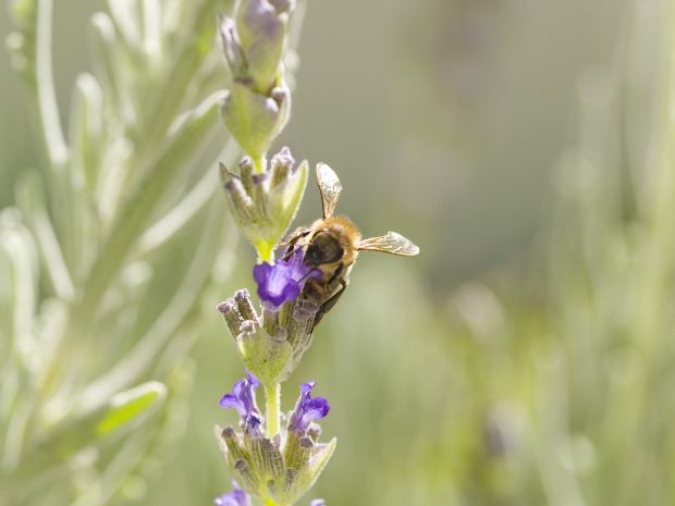 Benefits of honey for women
