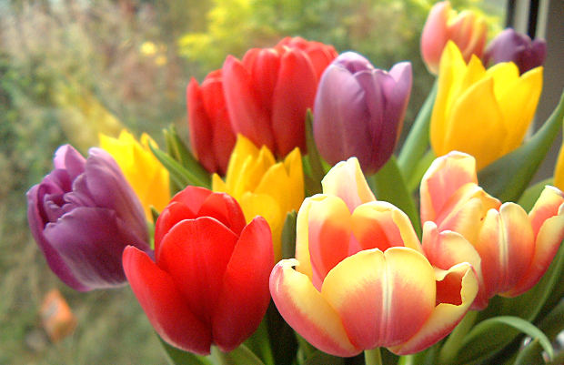 flowers