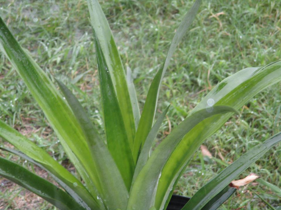 plant