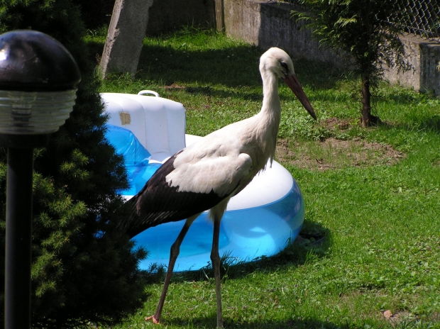 bird