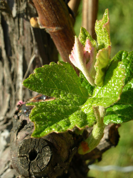 vine