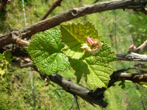 vine